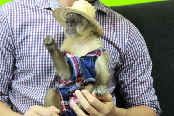 Davi vestido à caráter, pronto para a festa junina por @macacocapixaba | Instagram