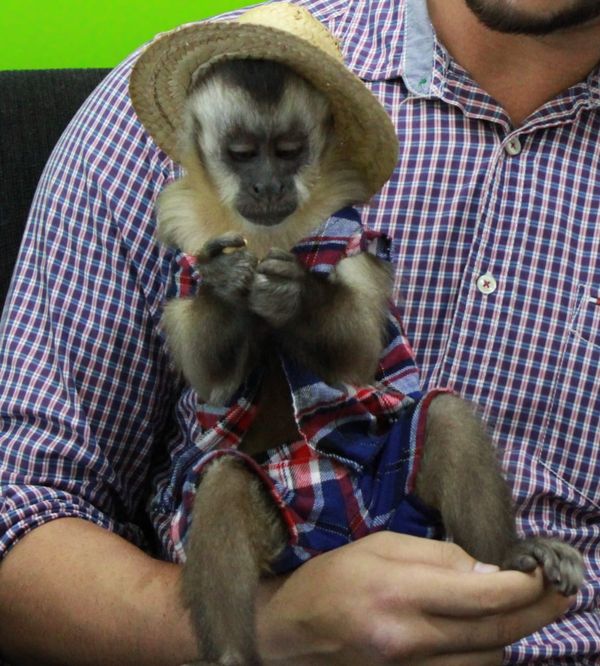 Davi vestido à caráter, pronto para a festa junina por @macacocapixaba | Instagram