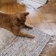 Imagem - Os melhores estofados, tapetes, tintas e pisos para usar em casas com pets