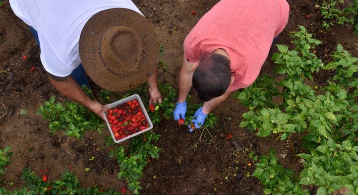 Ao ganhar cinco sementes da espécie Carolina Reaper, o produtor rural Rodrigo Batista desenvolveu uma lavoura que produz frutos transformados, posteriormente, em molhos e geleias. Produtos aquecem, literalmente, o paladar de muitos capixabas