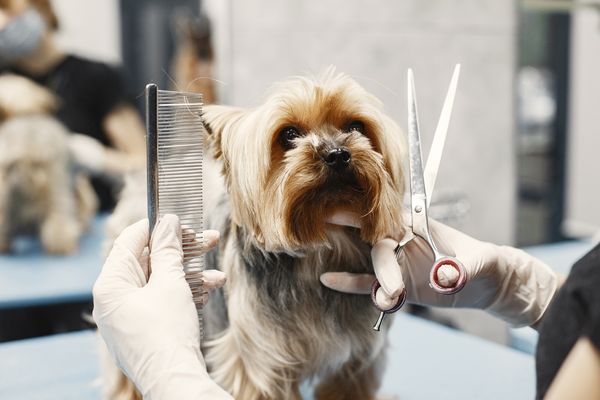 O evento contará com uma competição de groomers, os tosadores de pet