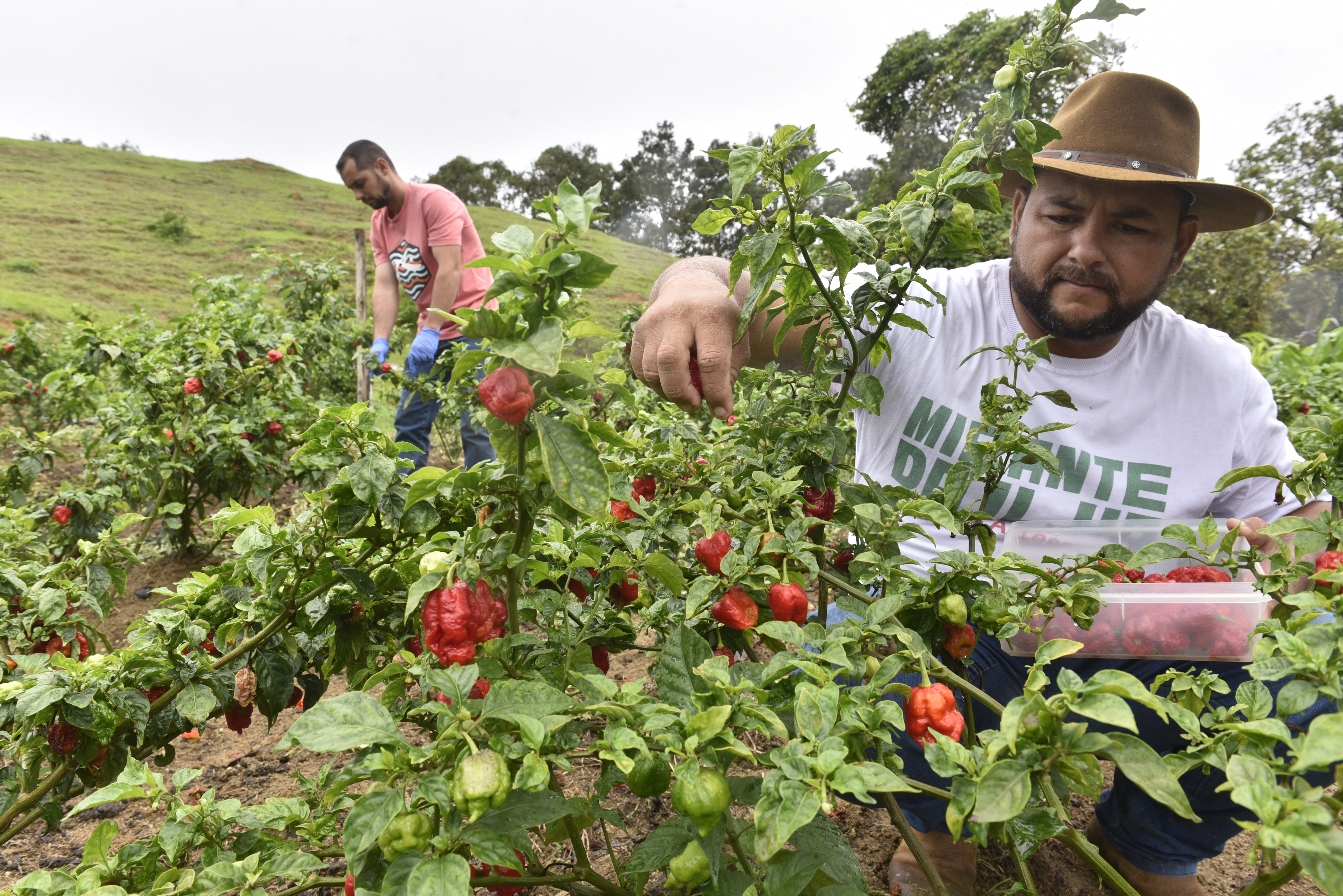 Rodrigo colhe semanalmente os frutos da lavoura que possui no sítio em Cariacica