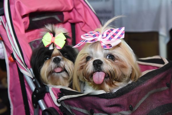 Cachorrinhos durante a Pet Fair 2019