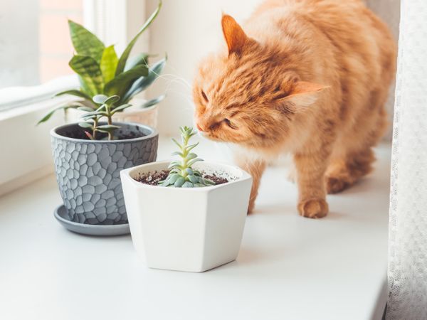 Gato cheirando planta