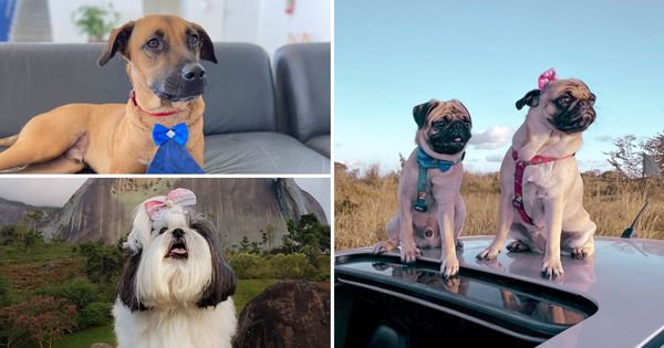 Vídeos engraçados para animais de estimação 2019 ♥ Cães e gatos