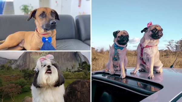 Pets do ES famosos no Instagram: Tucson Prime, Kate Shihtzu e a dupla Meg e Buzz