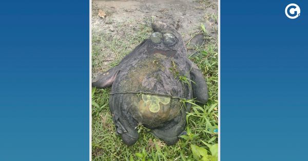 Boneco do Patrick, amigo do Bob Esponja, entope tubulação em Vila Velha – [Blog GigaOutlet]