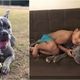 Imagem - Família do ES pede ajuda para encontrar cadelinha que se perdeu no Tocantins