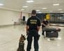 Dricca, cão farejador da Polícia Federal, no Aeroporto de Vitória