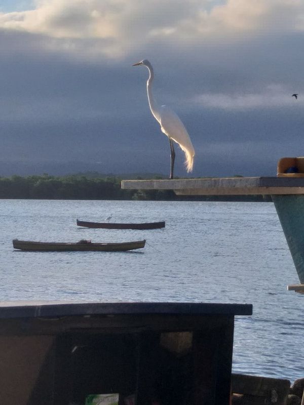 Imagens da Ilha das Caieiras