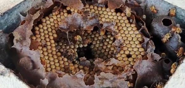 Indígenas das etnias Tuipiniquim e Guarani, do município de Aracruz, produzem o mel da abelha nativa uruçu-amarela