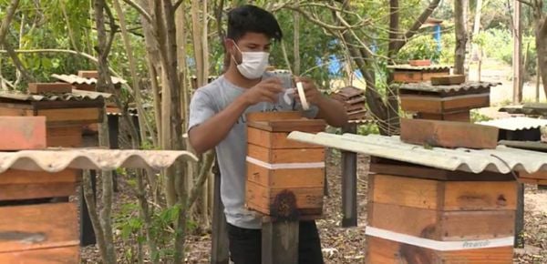 Indígenas das etnias Tuipiniquim e Guarani, do município de Aracruz, produzem o mel da abelha nativa uruçu-amarela