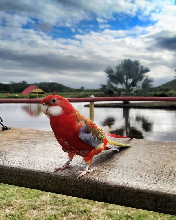 Morador de Vila Velha, Fred é uma rosela vermelha canela e tem mais de 9,7 mil seguidores no Instagram por @rosela.brasil | Instagram