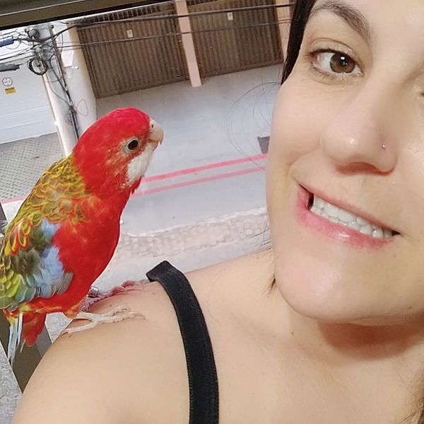 Morador de Vila Velha, Fred é uma rosela vermelha canela e tem mais de 9,7 mil seguidores no Instagram por @rosela.brasil | Instagram