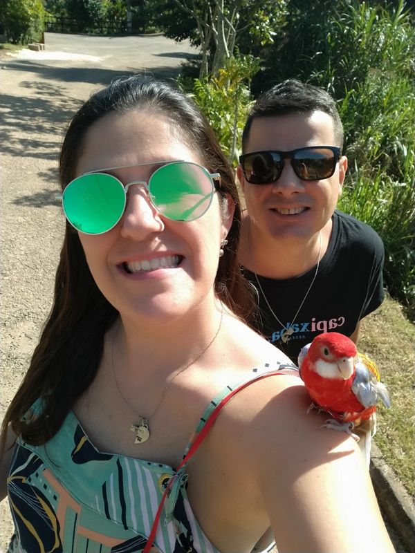 Morador de Vila Velha, Fred é uma rosela vermelha canela e tem mais de 9,7 mil seguidores no Instagram por @rosela.brasil | Instagram