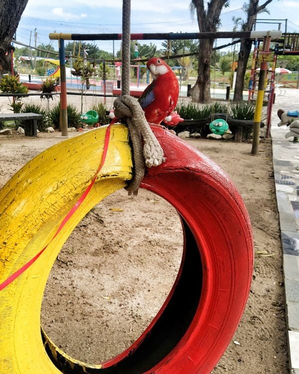 Morador de Vila Velha, Fred é uma rosela vermelha canela e tem mais de 9,7 mil seguidores no Instagram por @rosela.brasil | Instagram