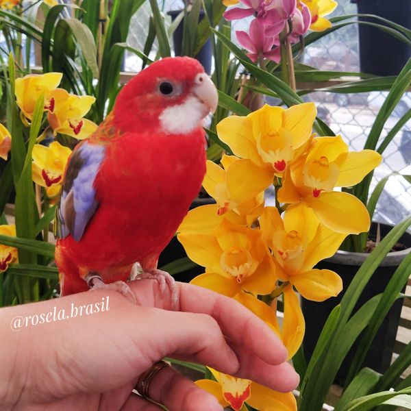 Morador de Vila Velha, Fred é uma rosela vermelha canela e tem mais de 9,7 mil seguidores no Instagram por @rosela.brasil | Instagram