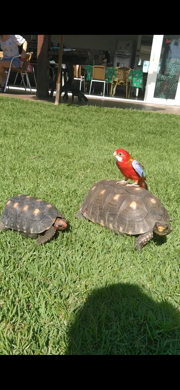 Morador de Vila Velha, Fred é uma rosela vermelha canela e tem mais de 9,7 mil seguidores no Instagram por @rosela.brasil | Instagram