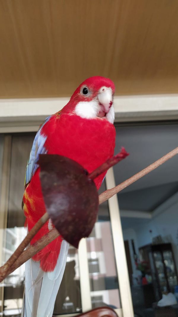 Morador de Vila Velha, Fred é uma rosela vermelha canela e tem mais de 9,7 mil seguidores no Instagram por @rosela.brasil | Instagram