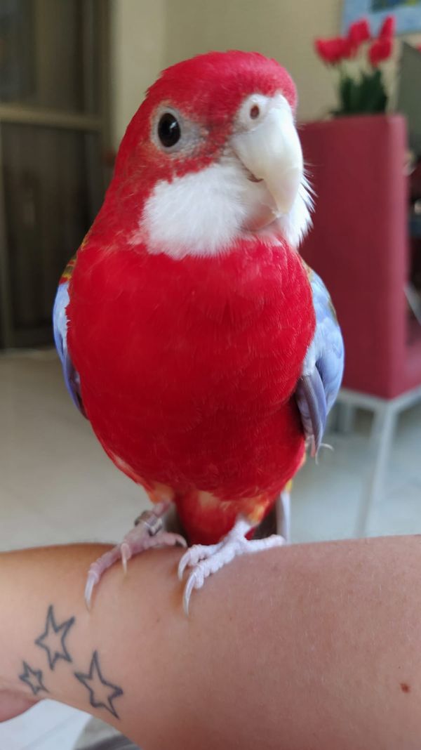 Morador de Vila Velha, Fred é uma rosela vermelha canela e tem mais de 9,7 mil seguidores no Instagram por @rosela.brasil | Instagram