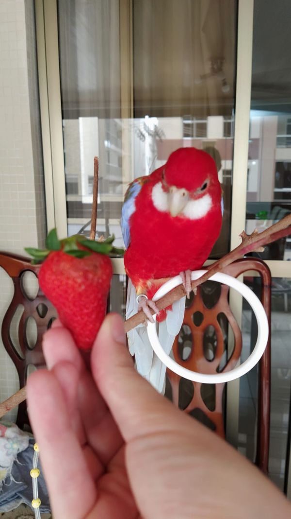 Morador de Vila Velha, Fred é uma rosela vermelha canela e tem mais de 9,7 mil seguidores no Instagram por @rosela.brasil | Instagram