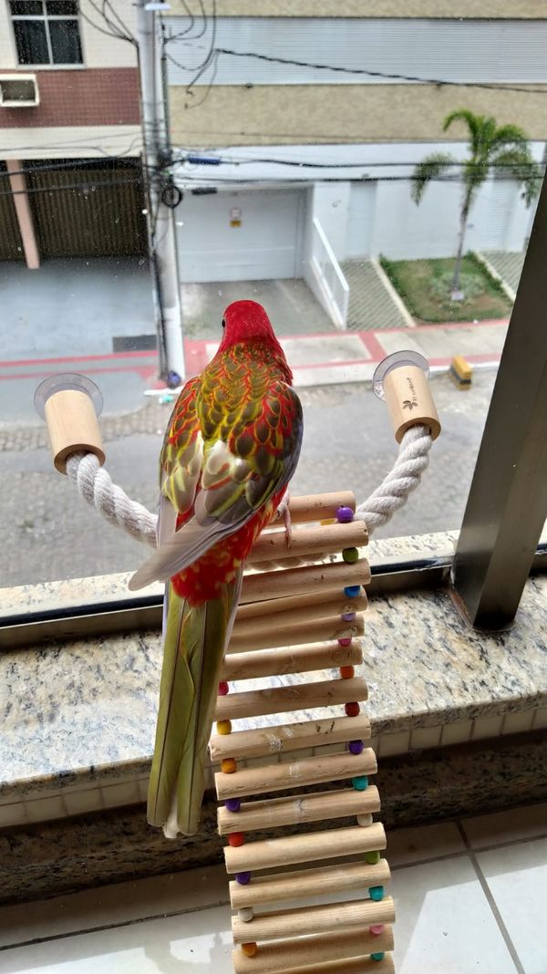 Morador de Vila Velha, Fred é uma rosela vermelha canela e tem mais de 9,7 mil seguidores no Instagram por @rosela.brasil | Instagram