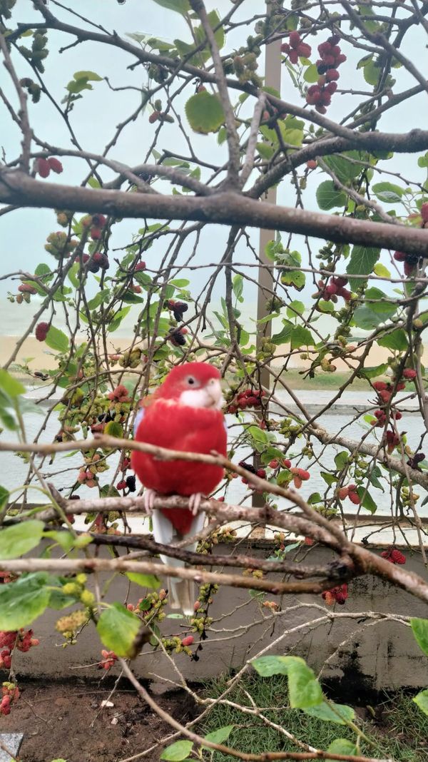 Morador de Vila Velha, Fred é uma rosela vermelha canela e tem mais de 9,7 mil seguidores no Instagram por @rosela.brasil | Instagram