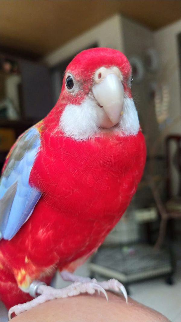 Morador de Vila Velha, Fred é uma rosela vermelha canela e tem mais de 9,7 mil seguidores no Instagram por @rosela.brasil | Instagram