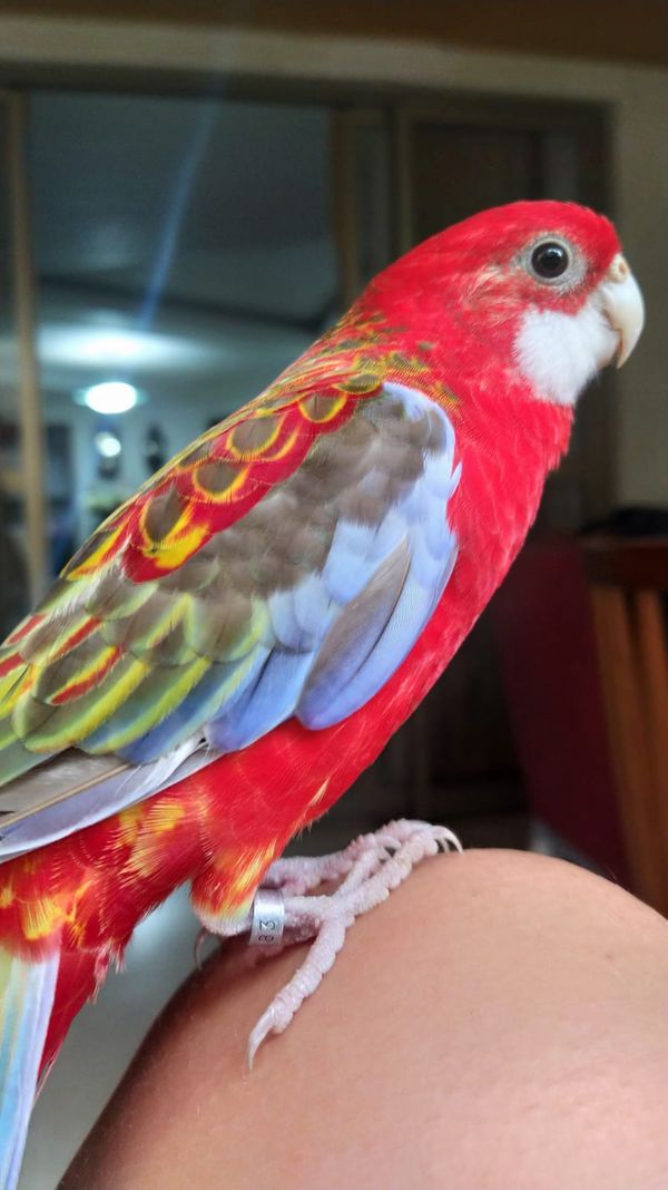 Morador de Vila Velha, Fred é uma rosela vermelha canela e tem mais de 9,7 mil seguidores no Instagram por @rosela.brasil | Instagram