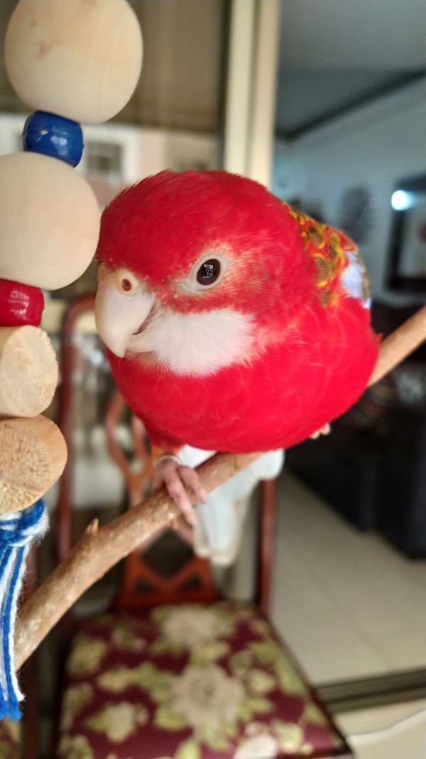 Morador de Vila Velha, Fred é uma rosela vermelha canela e tem mais de 9,7 mil seguidores no Instagram por @rosela.brasil | Instagram