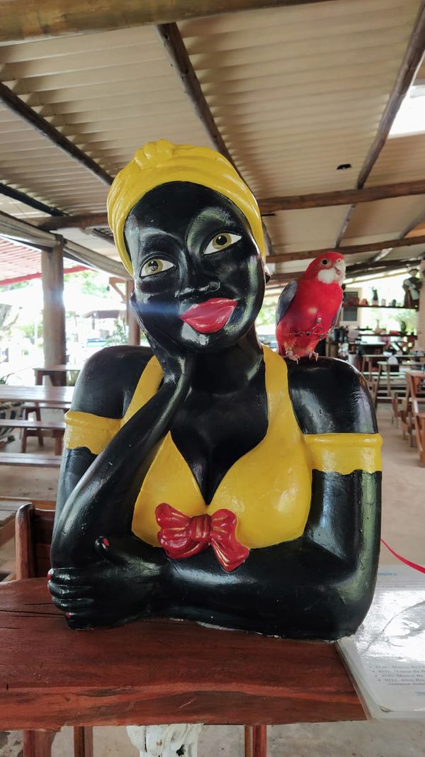 Morador de Vila Velha, Fred é uma rosela vermelha canela e tem mais de 9,7 mil seguidores no Instagram por @rosela.brasil | Instagram