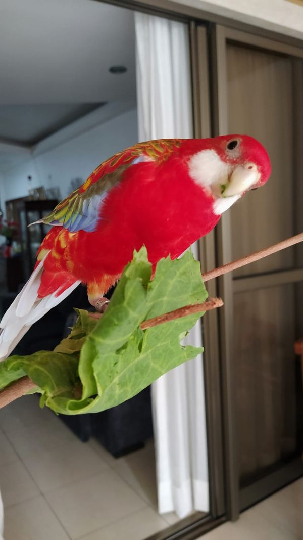 Morador de Vila Velha, Fred é uma rosela vermelha canela e tem mais de 9,7 mil seguidores no Instagram por @rosela.brasil | Instagram