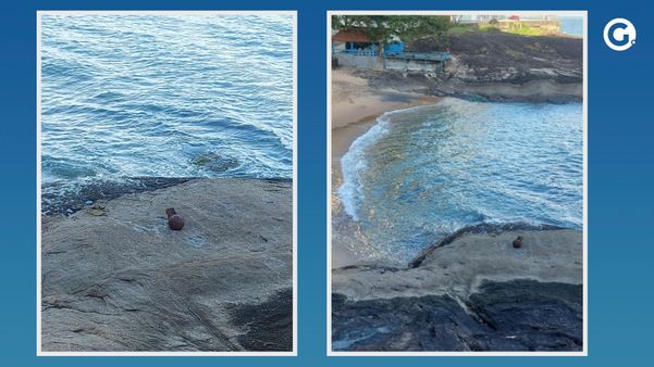 Capivara é vista na Praia das Virtudes, em Guarapari
