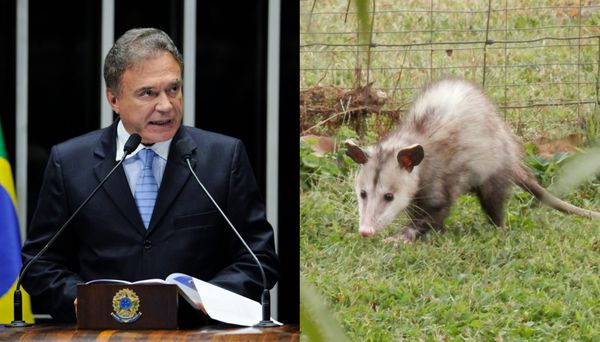 Gambá deixou cartucho de fuzil perto do gabinete do senador Álvaro Dias