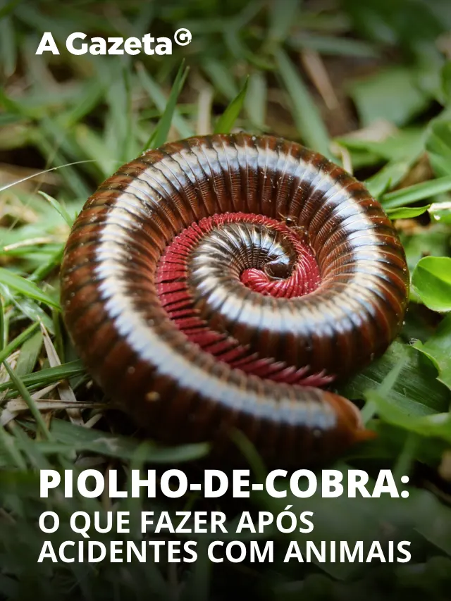 Piolho-de-cobra: o que fazer após acidentes