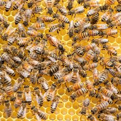Enxame saiu de colmeias mantidas em terraço de um hotel e causou reações alérgicas graves
