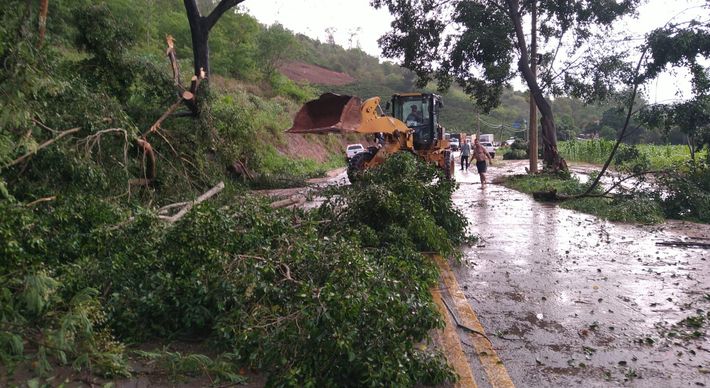 Segundo a Defesa Civil Municipal, choveu cerca de 50 mm em uma hora no final da tarde desta quinta-feira (4). A queda das árvores interditou duas rodovias, que já foram liberadas