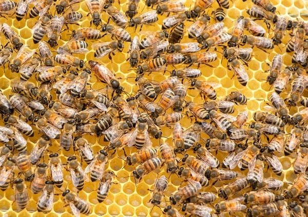 Existem mais de 20 mil espécies de abelhas no mundo. Elas atacam quando acham que suas colmeias estão ameaçadas.