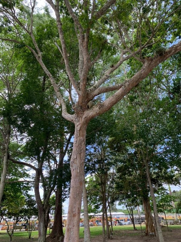 Árvore pau-brasil plantada pelo príncipe Charles em Aracruz