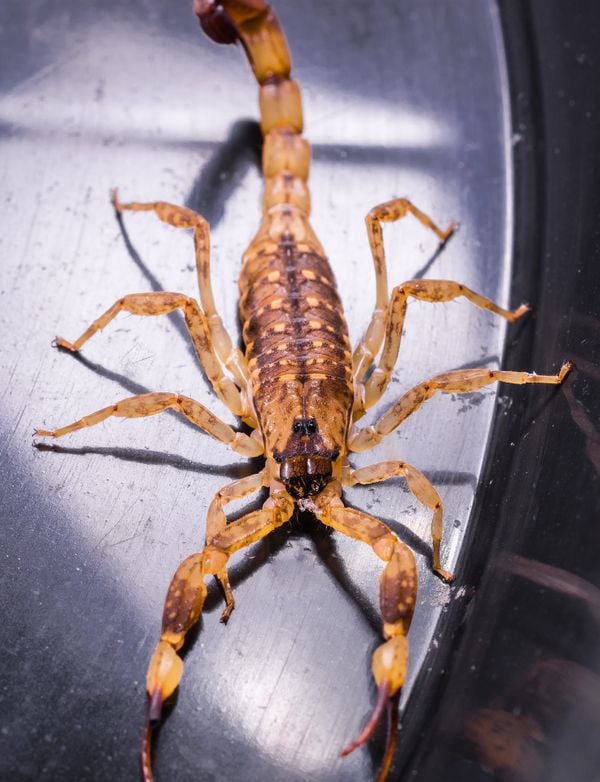 Escorpião marrom