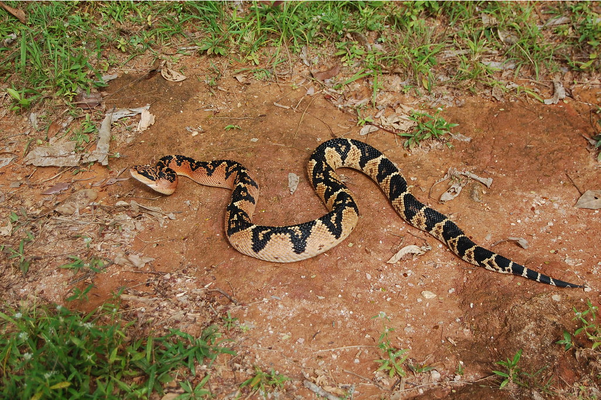 Cobra com a sua língua cortada - desenho