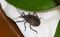 Estudos estão sendo realizados com o inseto encontrado no Brasil