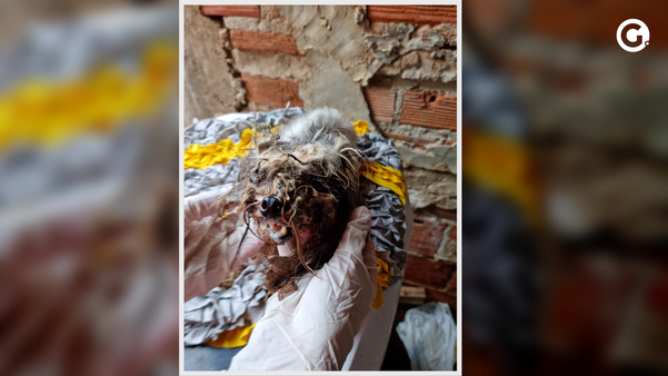 Cachorra foi encontrada com vários sinais de maus-tratos em uma residência de Viana