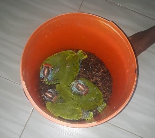 PF faz operação contra o tráfico de animais no ES por Polícia Federal