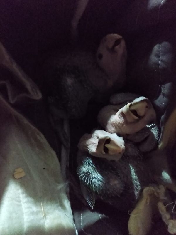 PF faz operação contra o tráfico de animais no ES por Polícia Federal