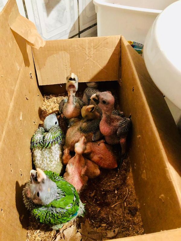 PF faz operação contra o tráfico de animais no ES por Polícia Federal