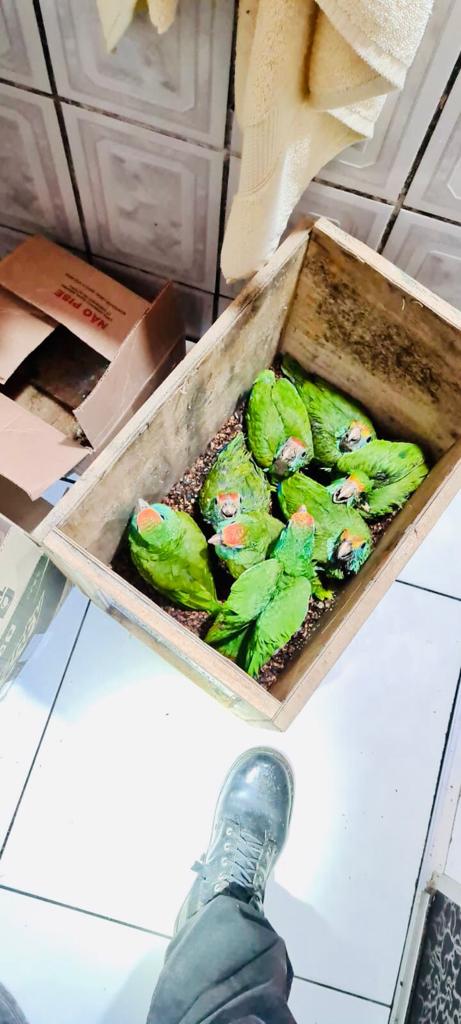 PF faz operação contra o tráfico de animais no ES por Polícia Federal