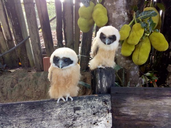 PF faz operação contra o tráfico de animais no ES por Polícia Federal