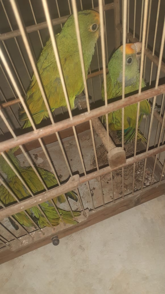 PF faz operação contra o tráfico de animais no ES por Polícia Federal