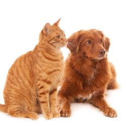 Cachorro marrom ao lado de um gato marrom claro listrado